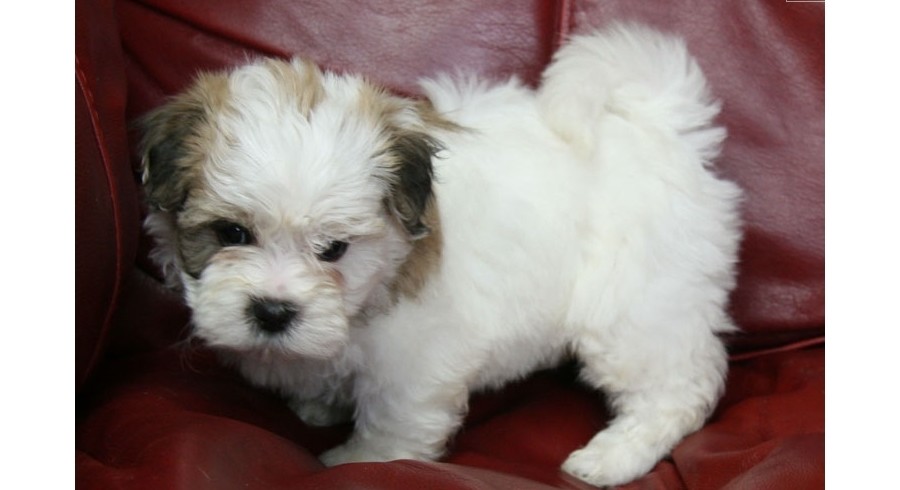 shichon dogs for adoption