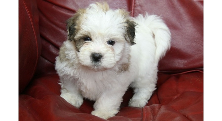 shichon dogs for adoption