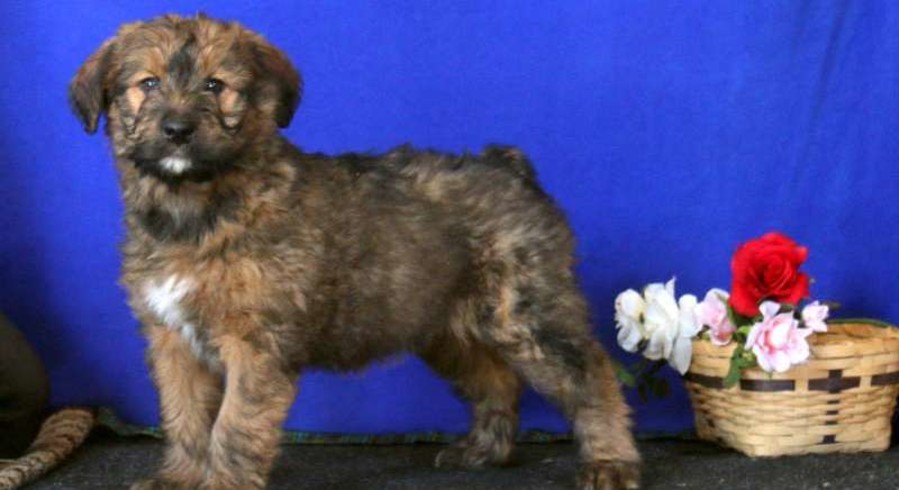 Soft Coated Wheaten Terrier Mix.Meet Angel a Puppy for Adoption.