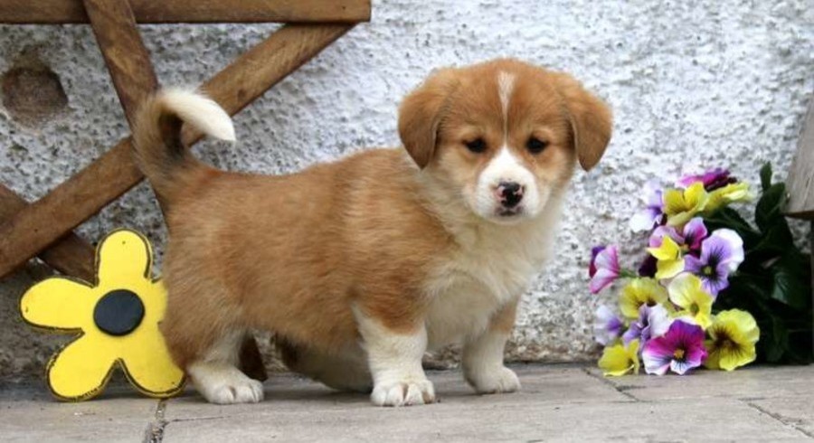 Pembroke Welsh Corgi Mix.Meet Beauty a Puppy for Adoption.