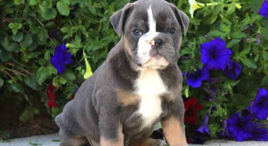 Olde English Bulldogge.Meet Lotte a Puppy for Adoption. Olde English Bulldogge.Meet Lotte a Puppy for Adoption.