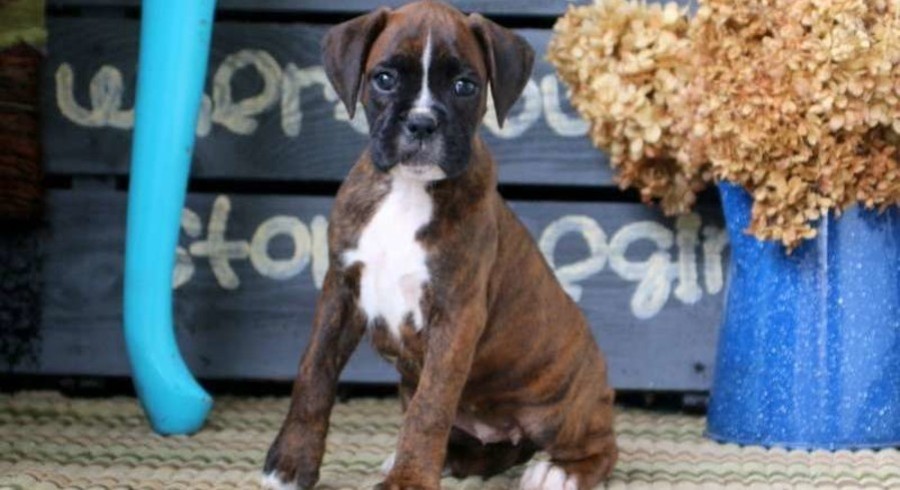 boxer breeders near me boxer breeders near me
