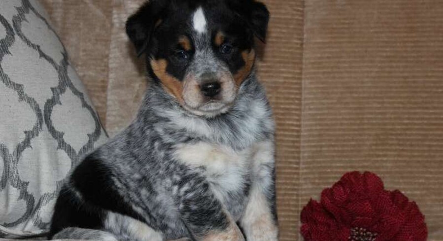 Blue Heeler Mix.Meet Landice a Puppy for Adoption.