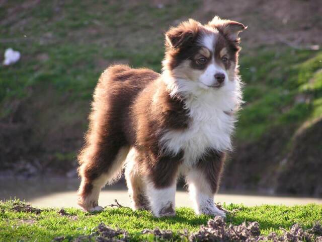 Miniature Australian Shepherd Information Dog Breeds At NewPetOwners   Original 