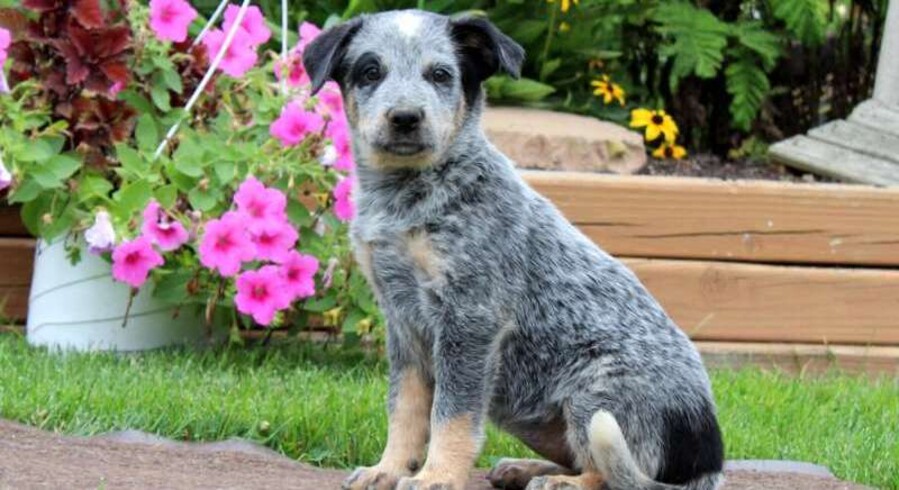 Blue Heeler - Australian Cattle Dog.Meet Sophia a Puppy for Adoption.