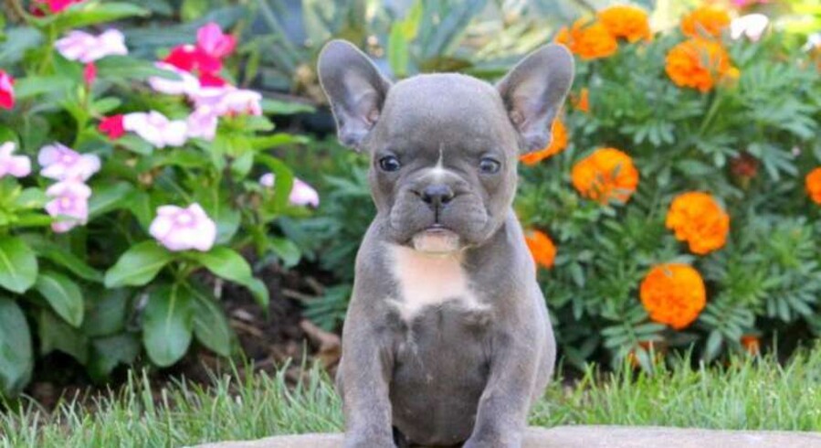 French Bulldog Mix.Meet Jemma a Puppy for Adoption.