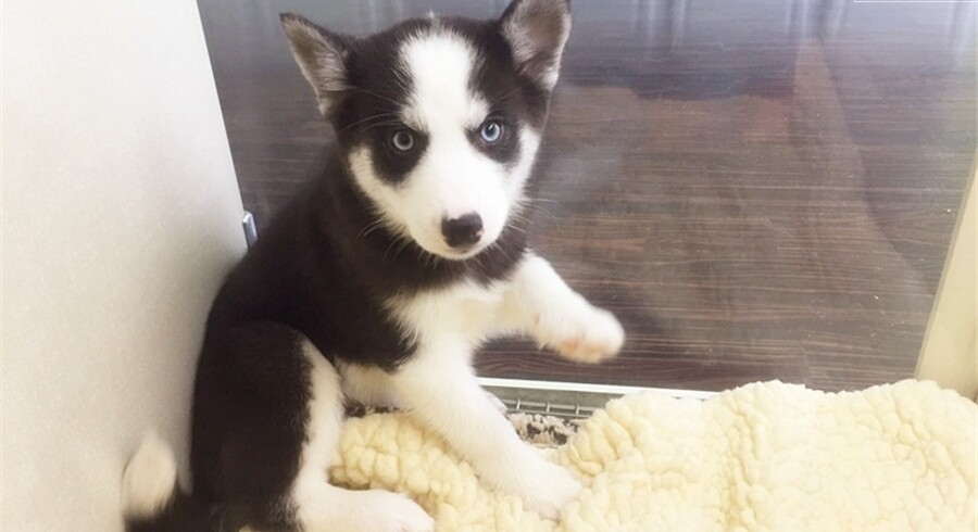 Mixed/Other.Meet Mini Husky a Puppy for Adoption.