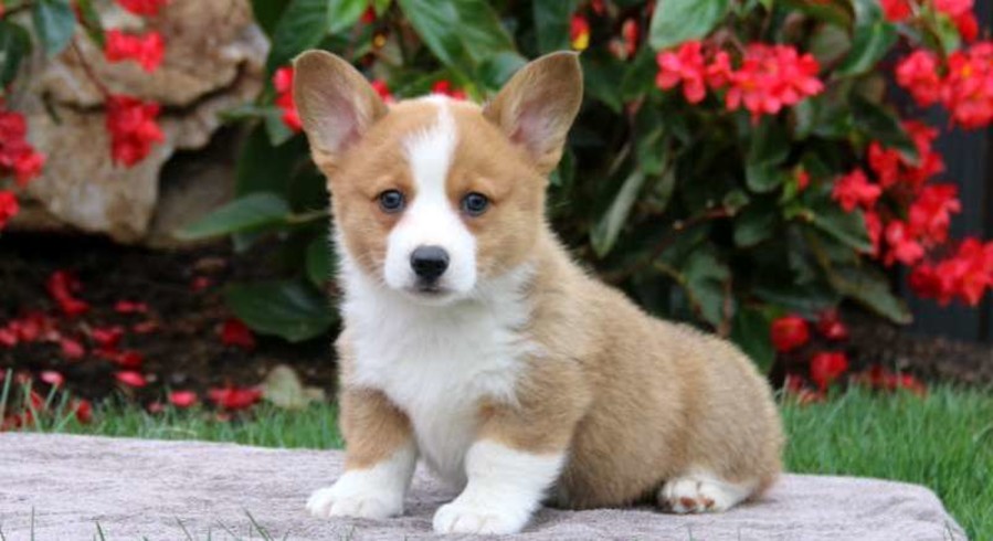 Pembroke Welsh Corgi.Meet Major a Puppy for Adoption.