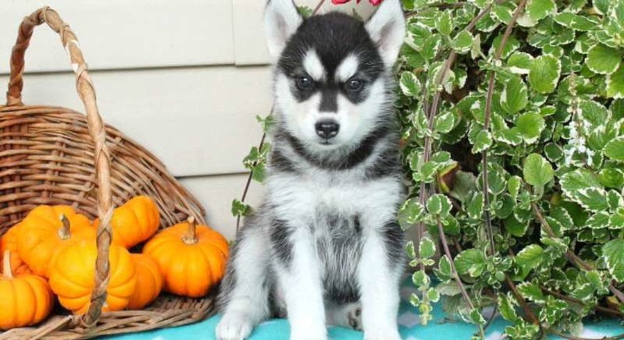 Siberian Husky.Meet Fawn a Puppy for Adoption.