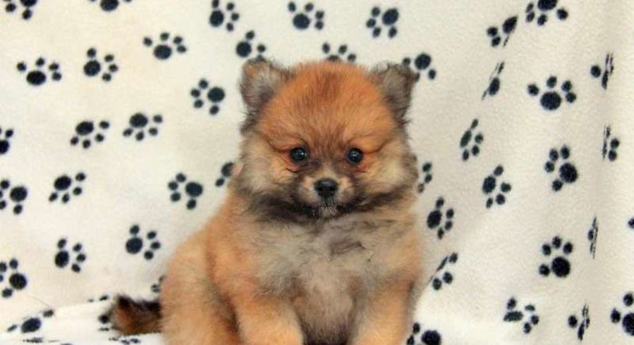 Pomeranian.Meet Cinnamon a Puppy for Adoption.