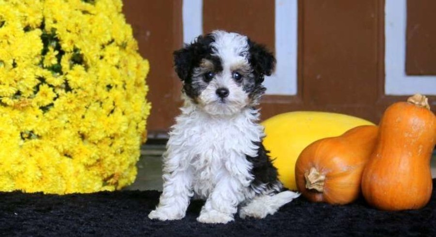 Havapoo.Meet Skippy a Puppy for Adoption.