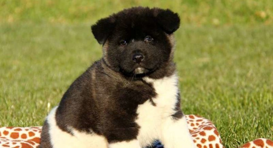 Akita Puppies For Adoption