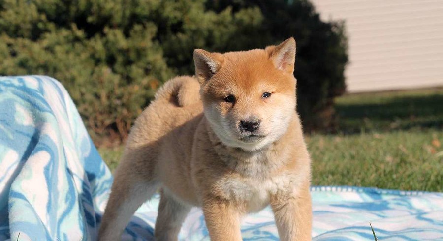 Shiba Inu.Meet Ottis a Puppy for Adoption.