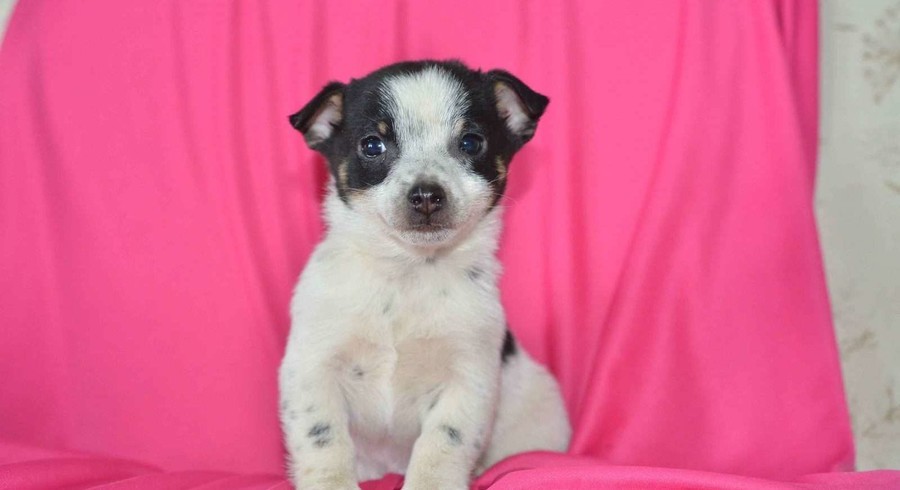 Chihuahua Mix.Meet Spotty a Puppy for Adoption.