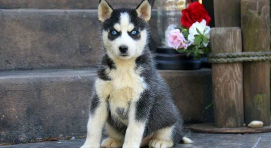siberian husky teddy