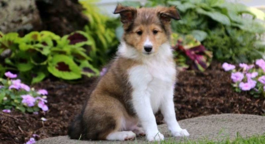 sheltie teddy