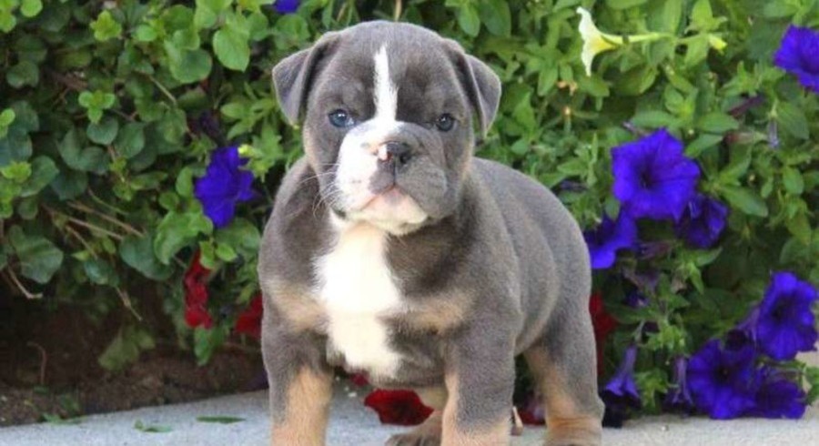 Olde English Bulldogge.Meet Lotte a Puppy for Adoption.