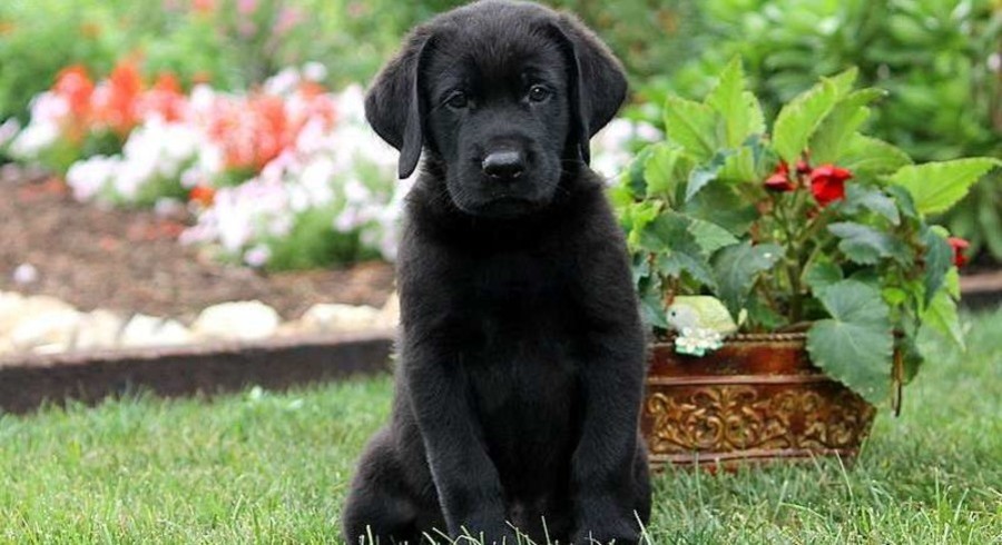 Black Labrador Retriever.Meet Echo a Puppy for Adoption.
