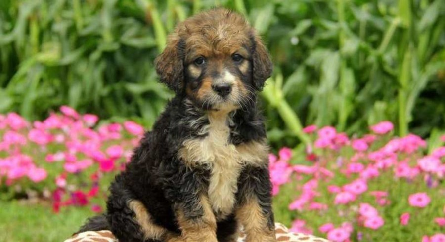 Bernese Mountain Dog Mix.Meet Riah a Puppy for Adoption.