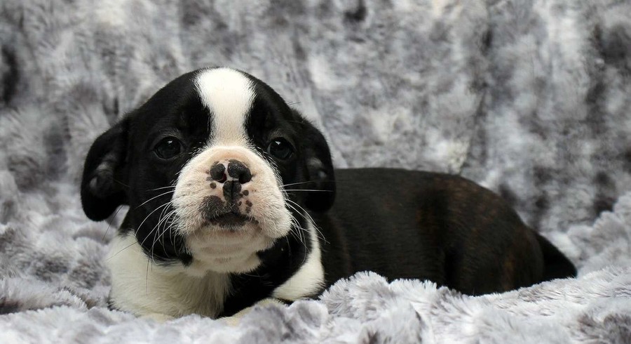 Boston Terrier Mix.Meet Casey a Puppy for Adoption.