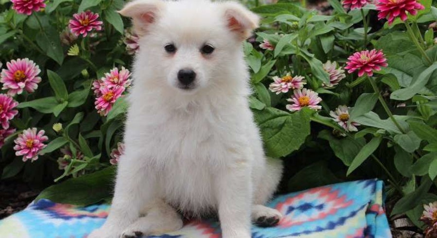 American Eskimo.Meet Daisy – Miniature a Puppy for Adoption.