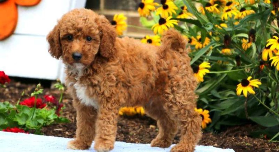 Mini Goldendoodle.Meet Gavin a Puppy for Adoption.