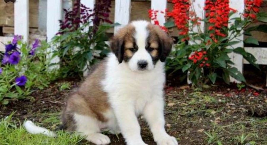 Saint Bernard Mix.Meet Daisy a Puppy for Adoption.