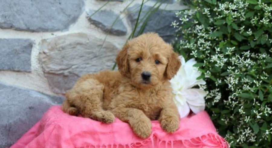 Mini Goldendoodle Meet Gavin A Puppy For Adoption