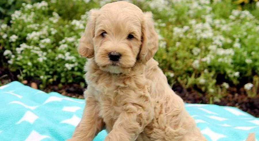 Mini Goldendoodle.Meet Achilles-F2 a Puppy for Adoption.