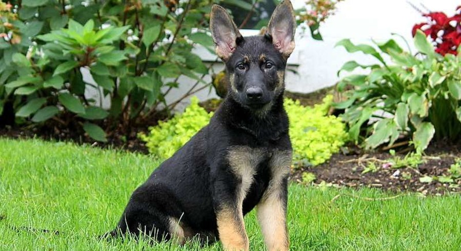 German Shepherd.Meet Mckenzie a Puppy for Adoption.