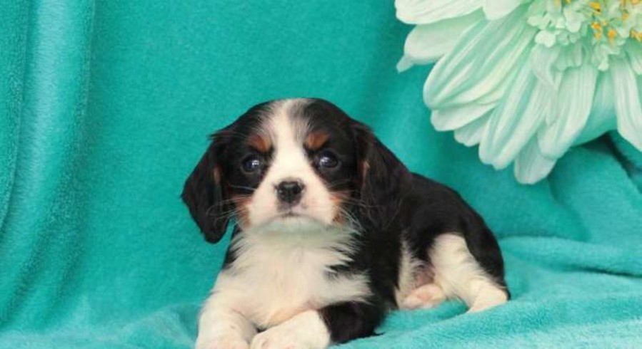 Cavalier King Charles Spaniel.Meet Dewie a Puppy for Adoption.