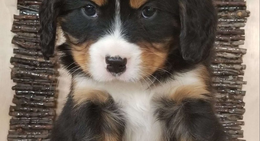 Miniature Bernese Mountain Dog.Meet Charlie a Puppy for Adoption.