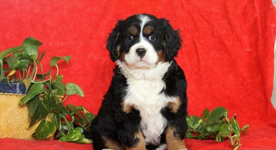 Miniature Bernese Mountain Dog.Meet Jewel a Puppy for