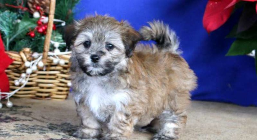 Coton de Tulear Mix.Meet Bobby a Puppy for Adoption.