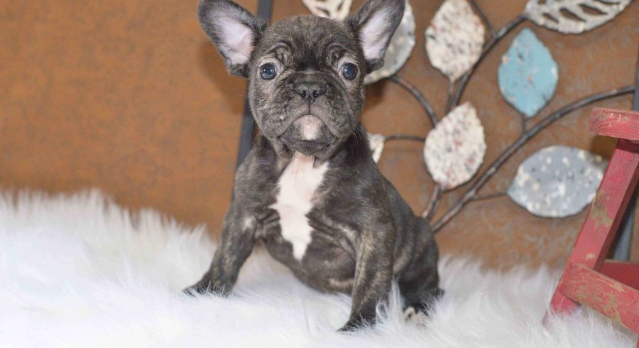French Bulldog.Meet Dallas a Puppy for Adoption.
