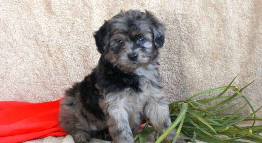 Miniature Aussiedoodle.Meet Holden a Puppy for Adoption.