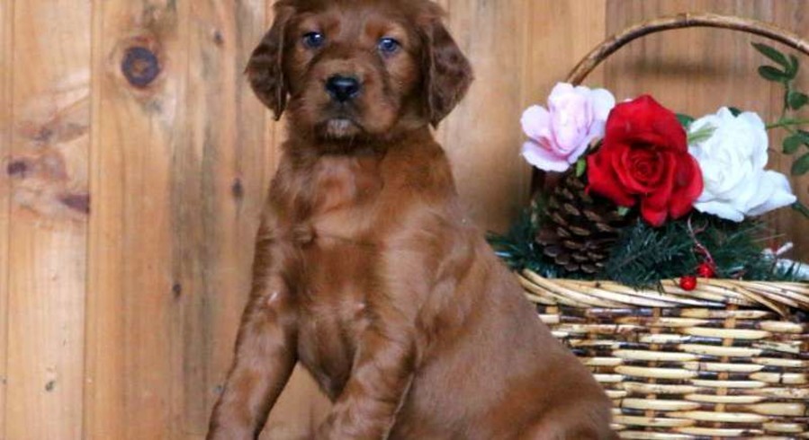 irish setter phantom