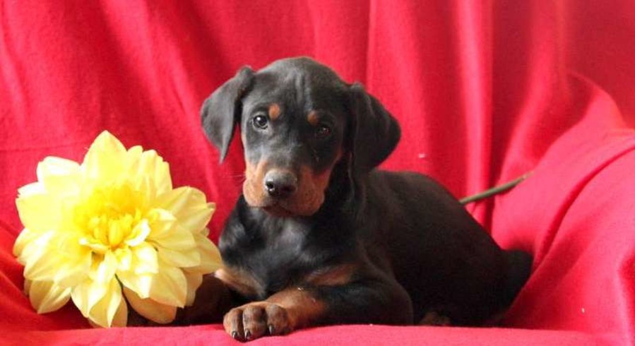 Doberman pricehow much do dobermans cost?