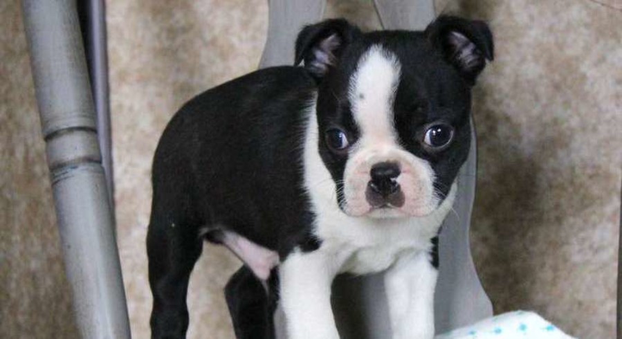 Boston Terrier.Meet Brent a Puppy for Adoption.