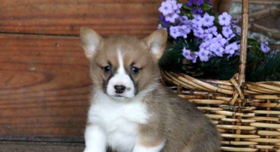 Pembroke Welsh Corgi.Meet Happy a Puppy for Adoption.