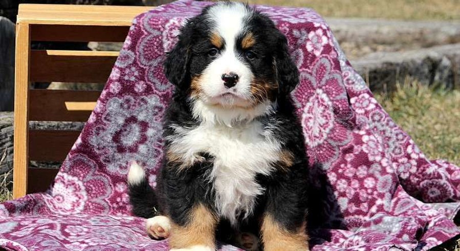 Bernese Mountain Dog.Meet Miracle a Puppy for Adoption.