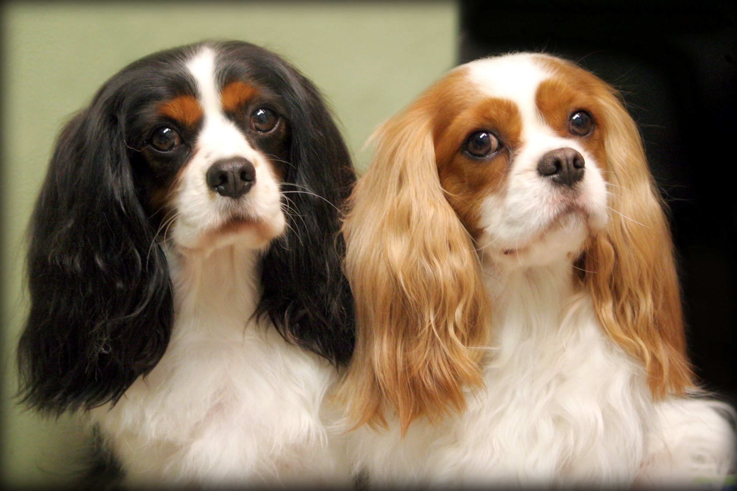 rescue cavalier king charles spaniels